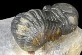 Austerops Trilobite - Nice Eye Facets #127020-4